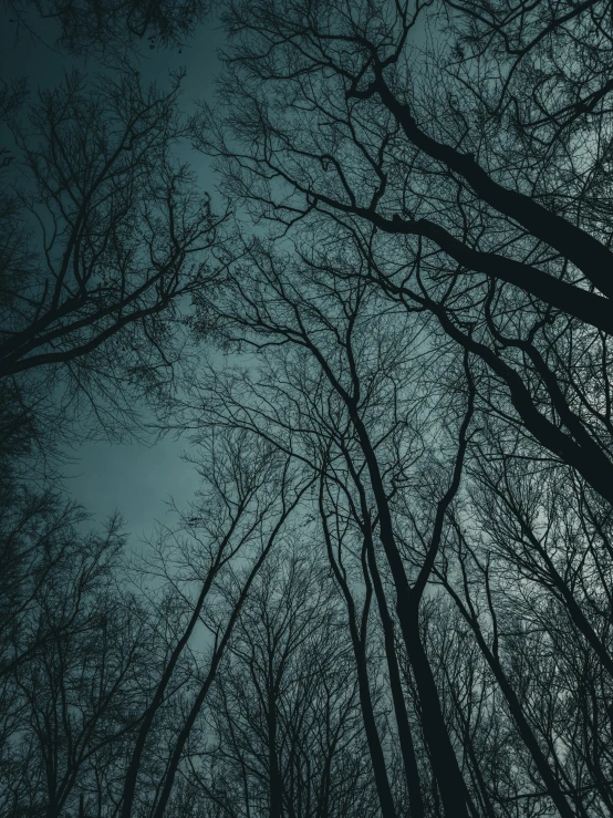 black and white po looking up into the trees at dusk