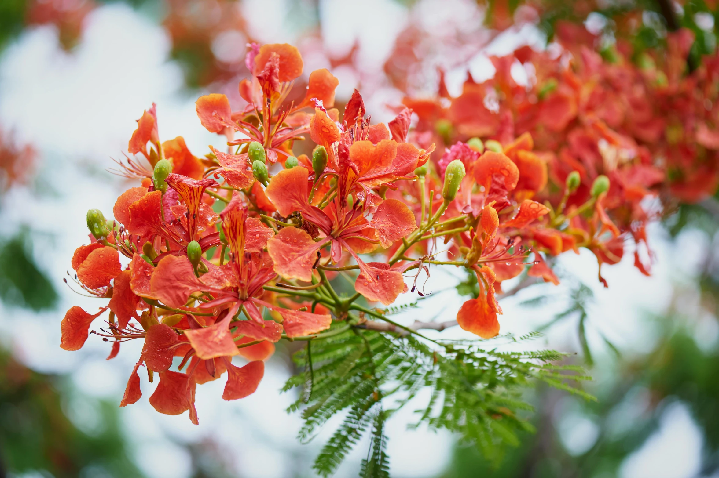 a nch with red flowers and green leaves