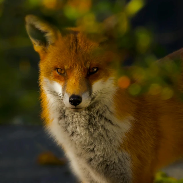 a red fox looks straight ahead in front of green foliage