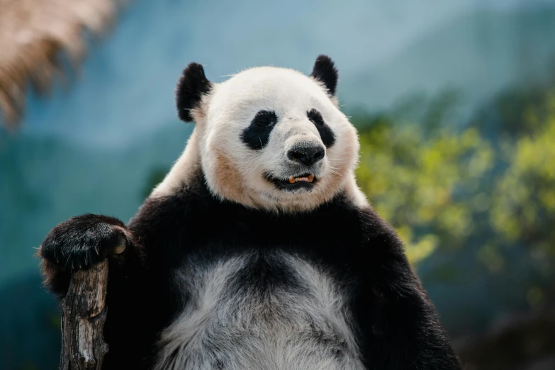 a black and white panda sitting on a tree limb