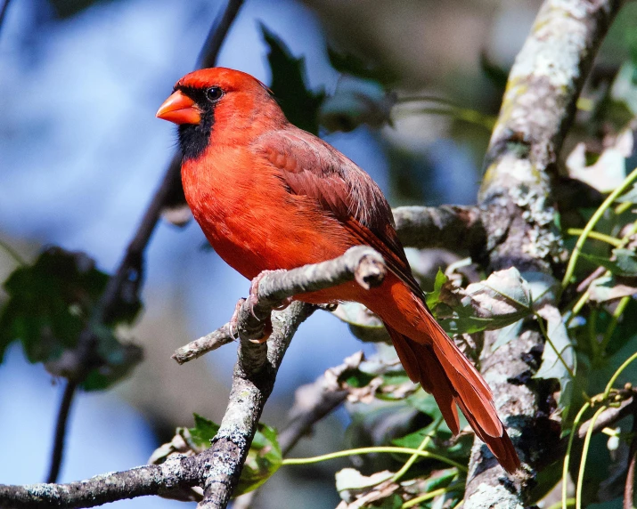 the red bird is perched in the tree