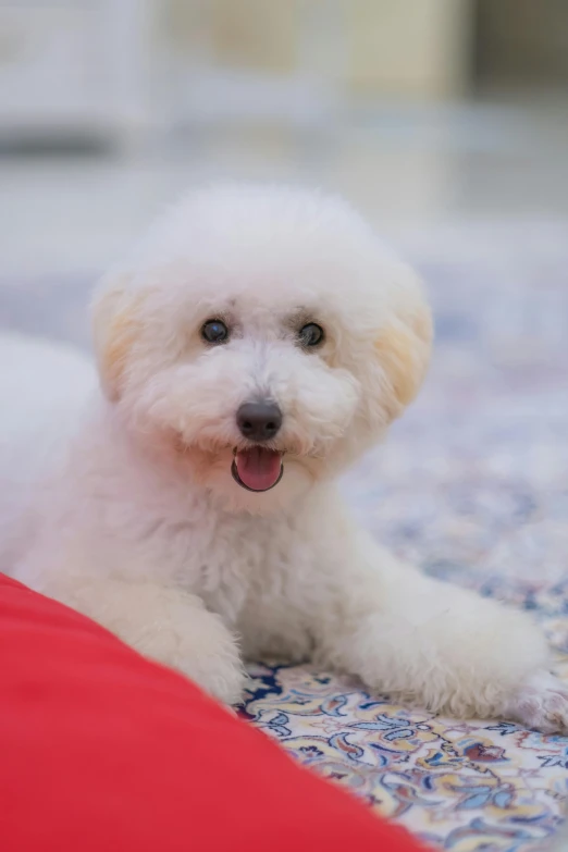 the white dog is laying on the floor