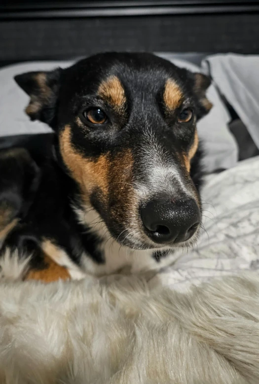 a brown and black dog laying on a white fur covered bed