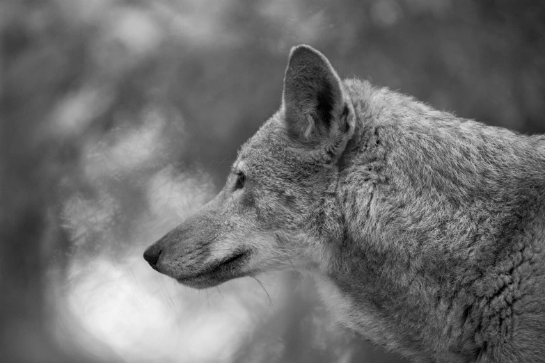 a large wolf standing in front of some bushes