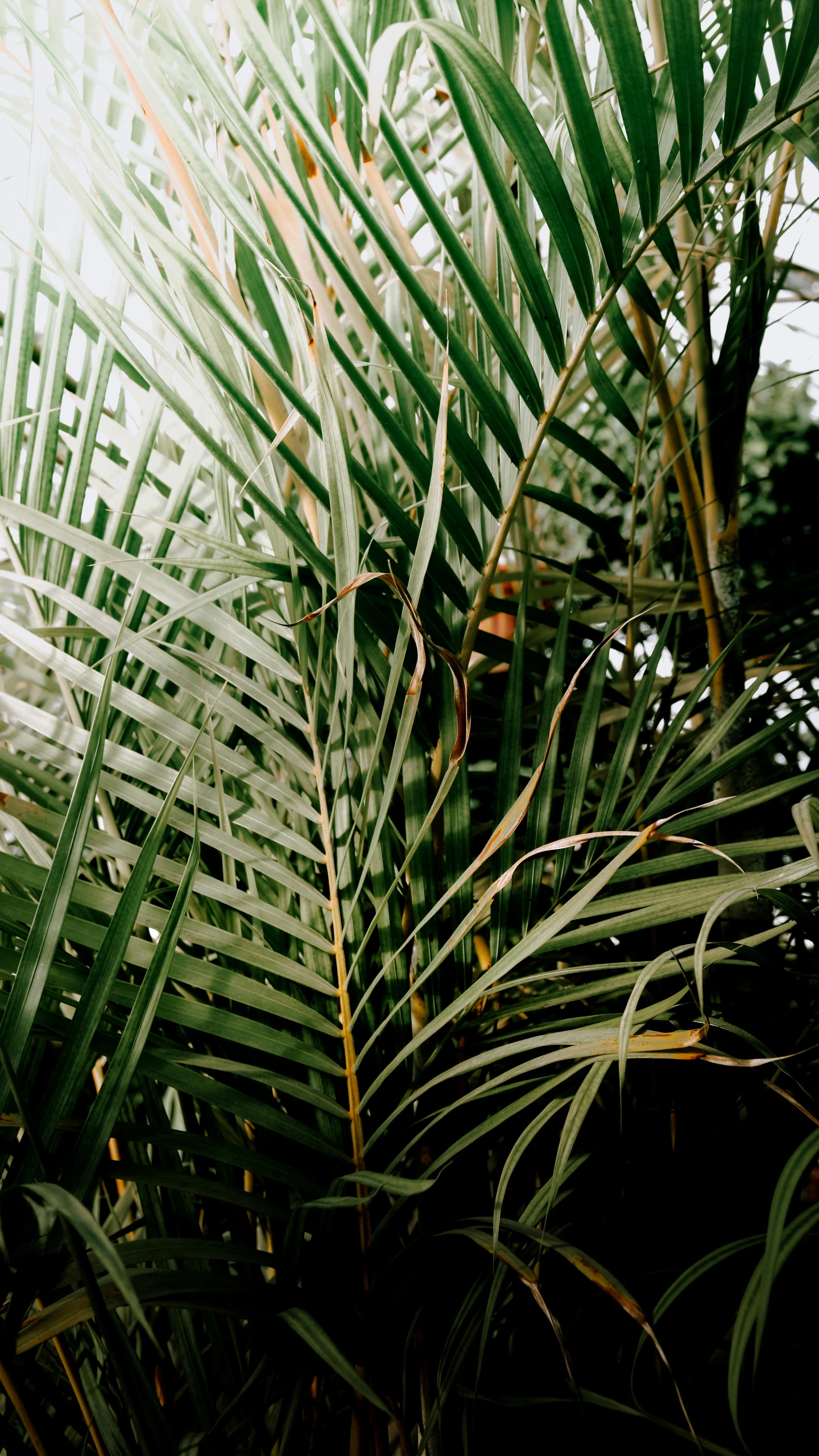 a close - up of the large leaves of palm tree