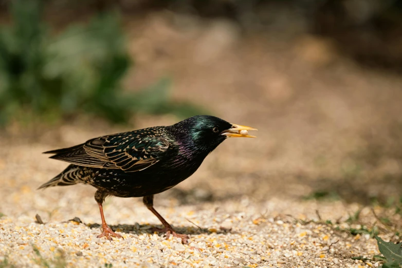 there is a black and yellow bird standing on the sand