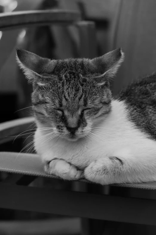 a cat sitting on top of a wooden chair