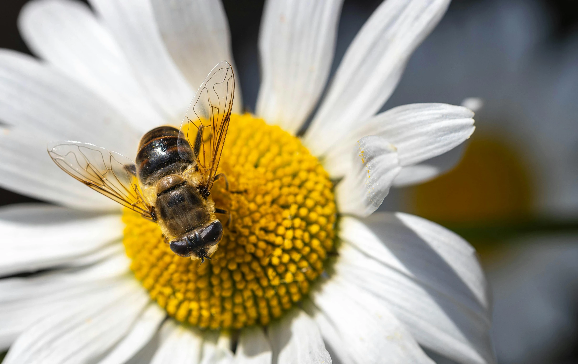 two bees are sitting on the edge of a flower