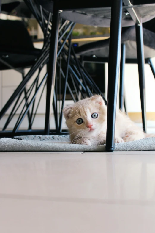 a small orange and white kitten laying under a metal chair