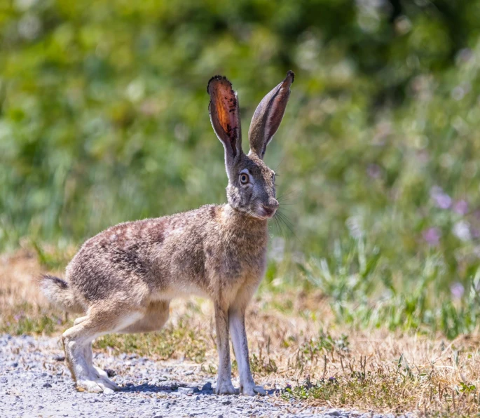 a rabbit standing on top of a gravel road