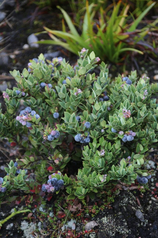 small green plants with flowers and leaves on top