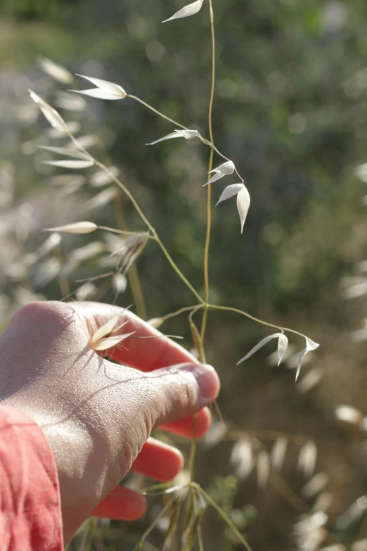 a hand reaches up from the stems of a plant
