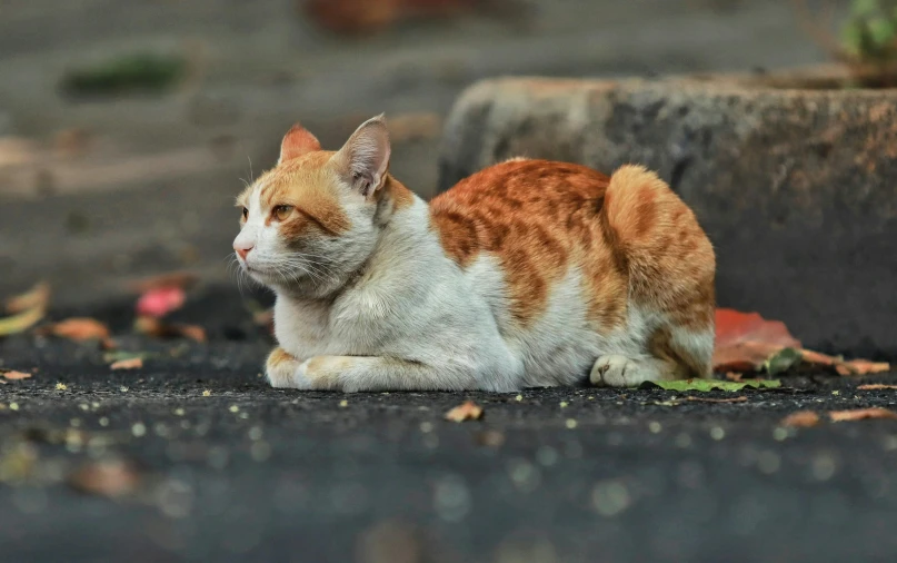 a cat laying on the ground with its head cocked