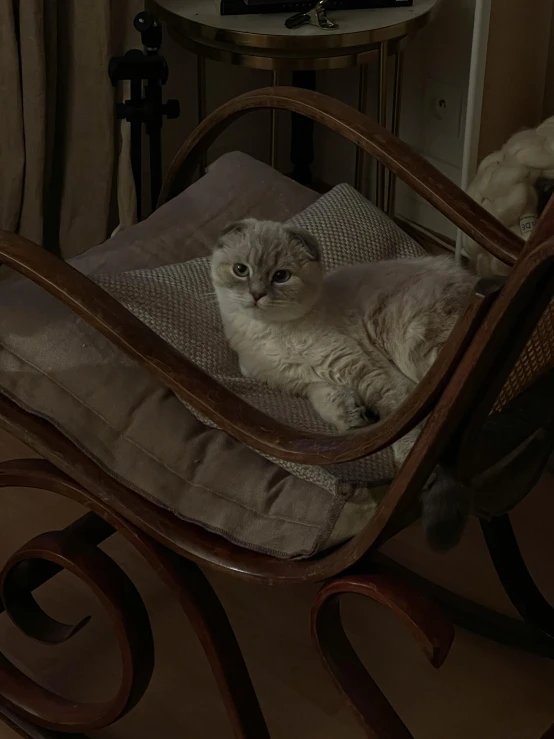 a cat is sitting on a small cushion