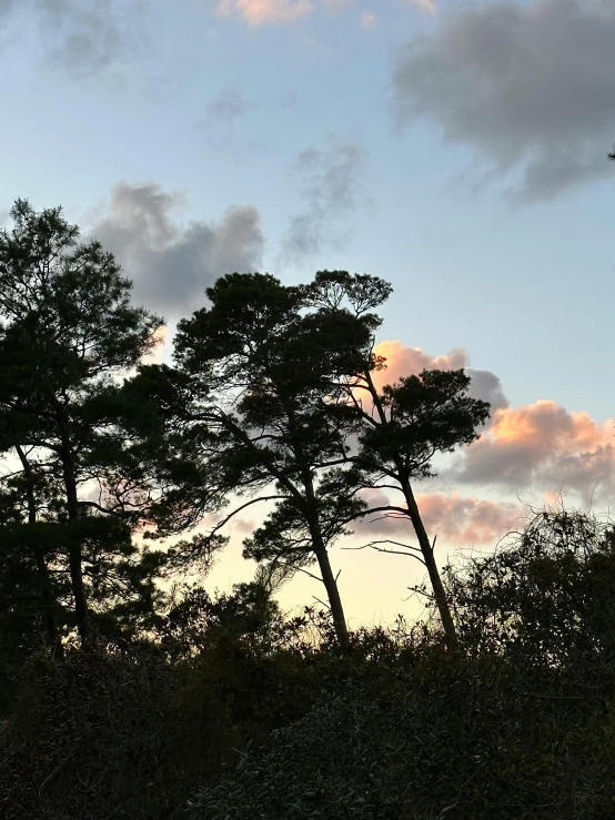 several trees and bushes against a blue cloudy sky