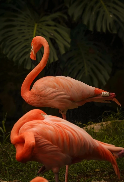 two pink flamingos stand next to each other in front of ferns