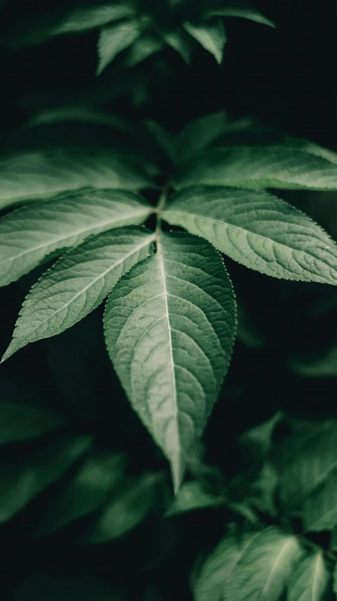 green leaves with the tops almost as large as it can be