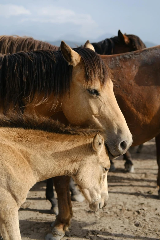 the mare is nursing on the back of the foal