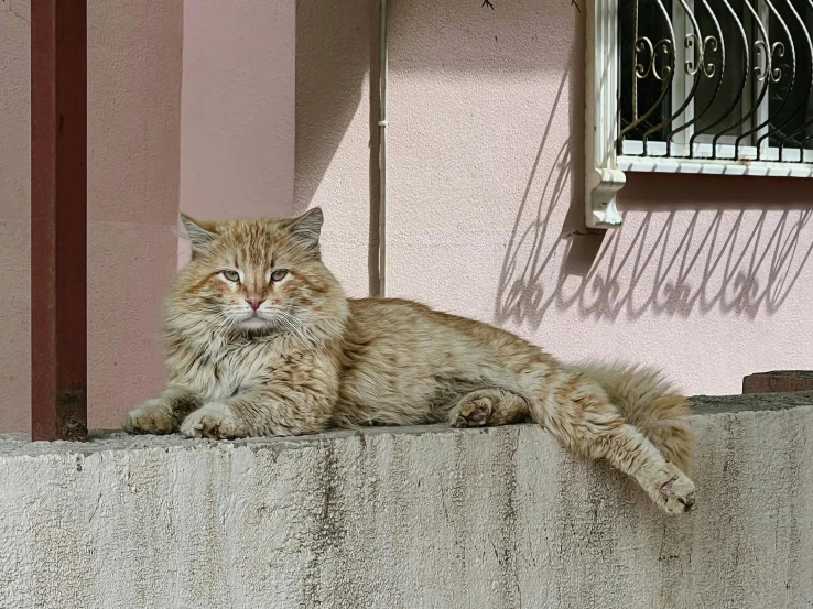 a cat that is laying down in the day