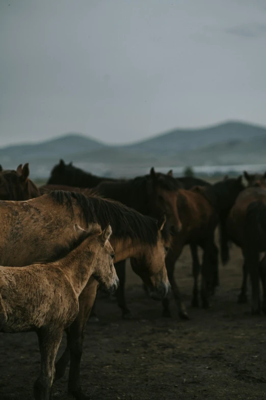 a herd of horses standing next to each other on a field