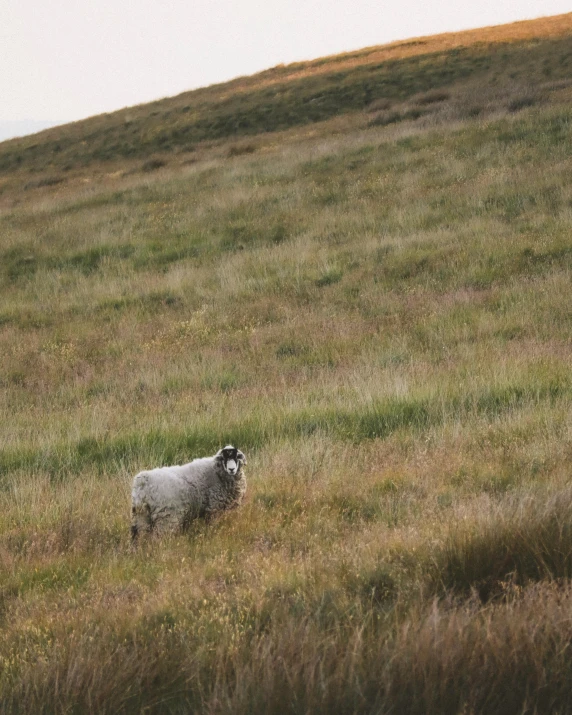 the animal is standing in a grassy field