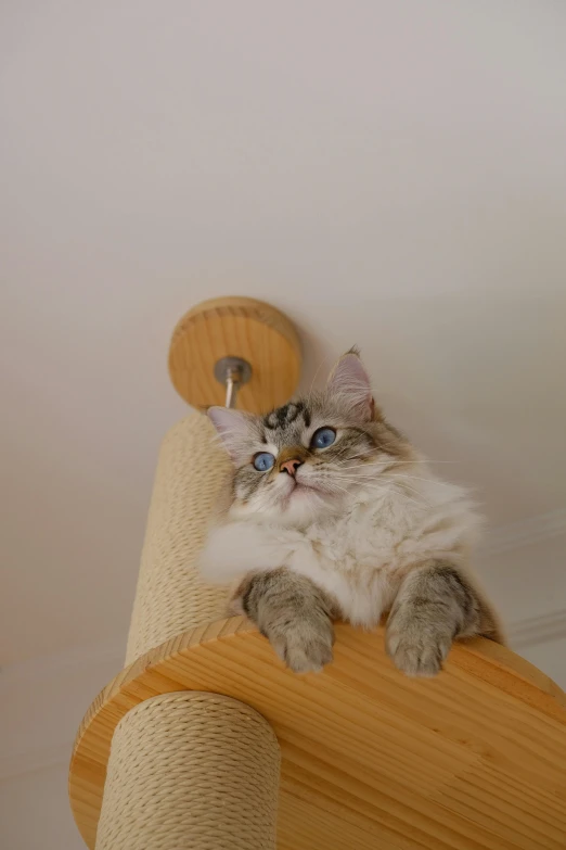 a cat sitting in a ball of yarn on a couch