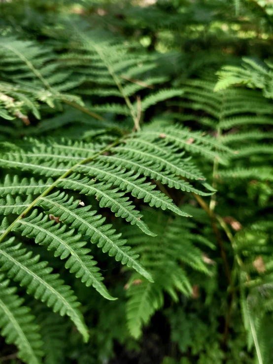 a leafy fern on a forest floor