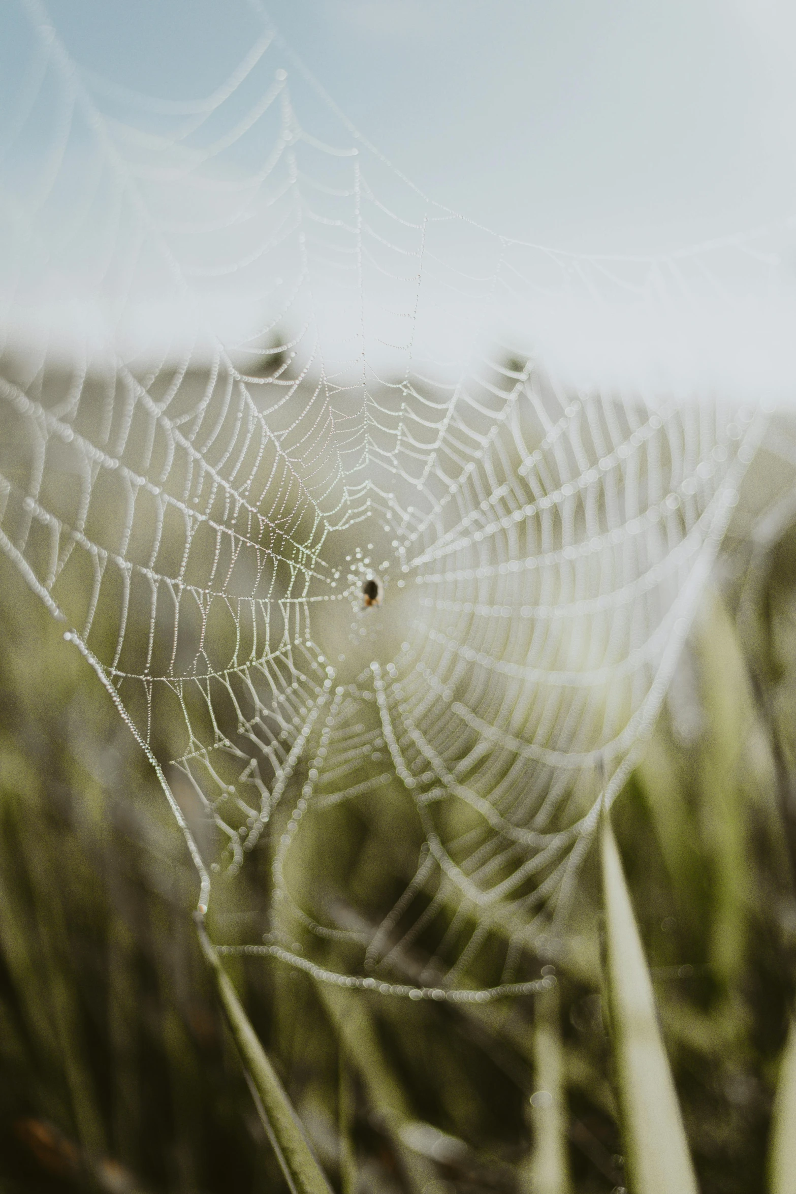 a spider web spider web that has dews on it