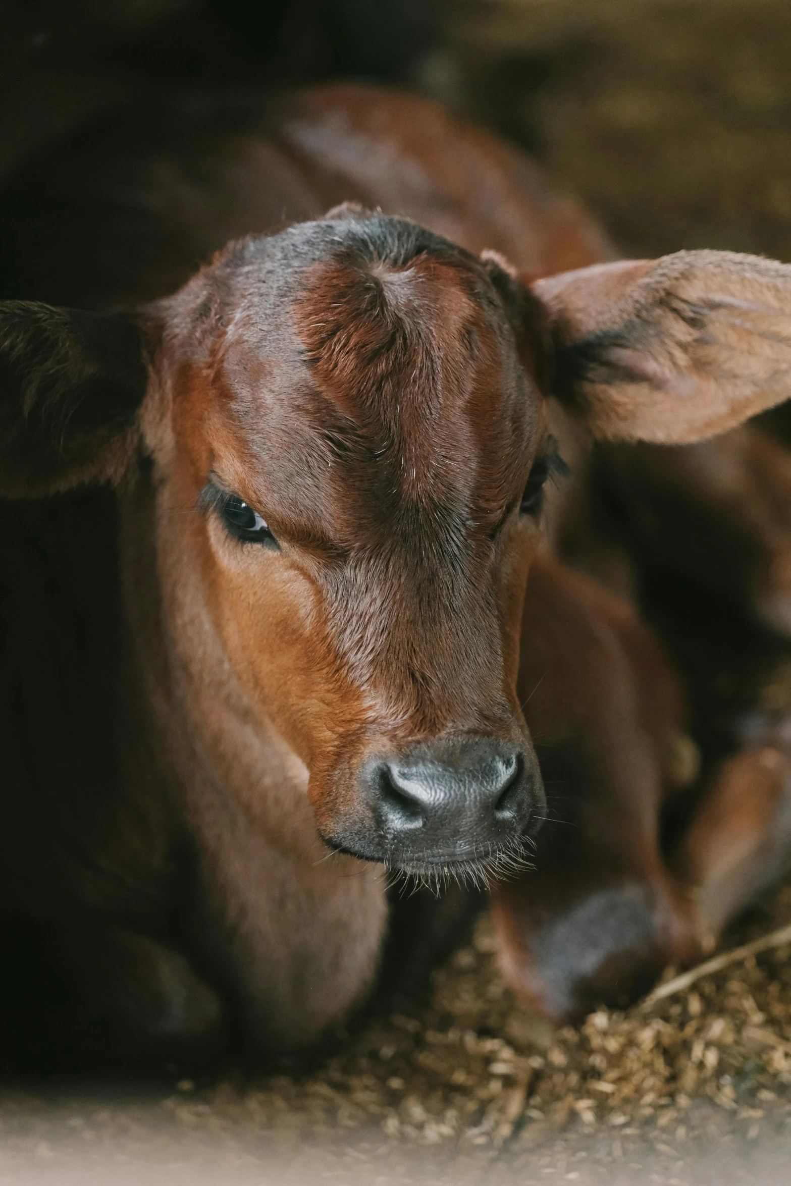 a young cow laying down on the ground