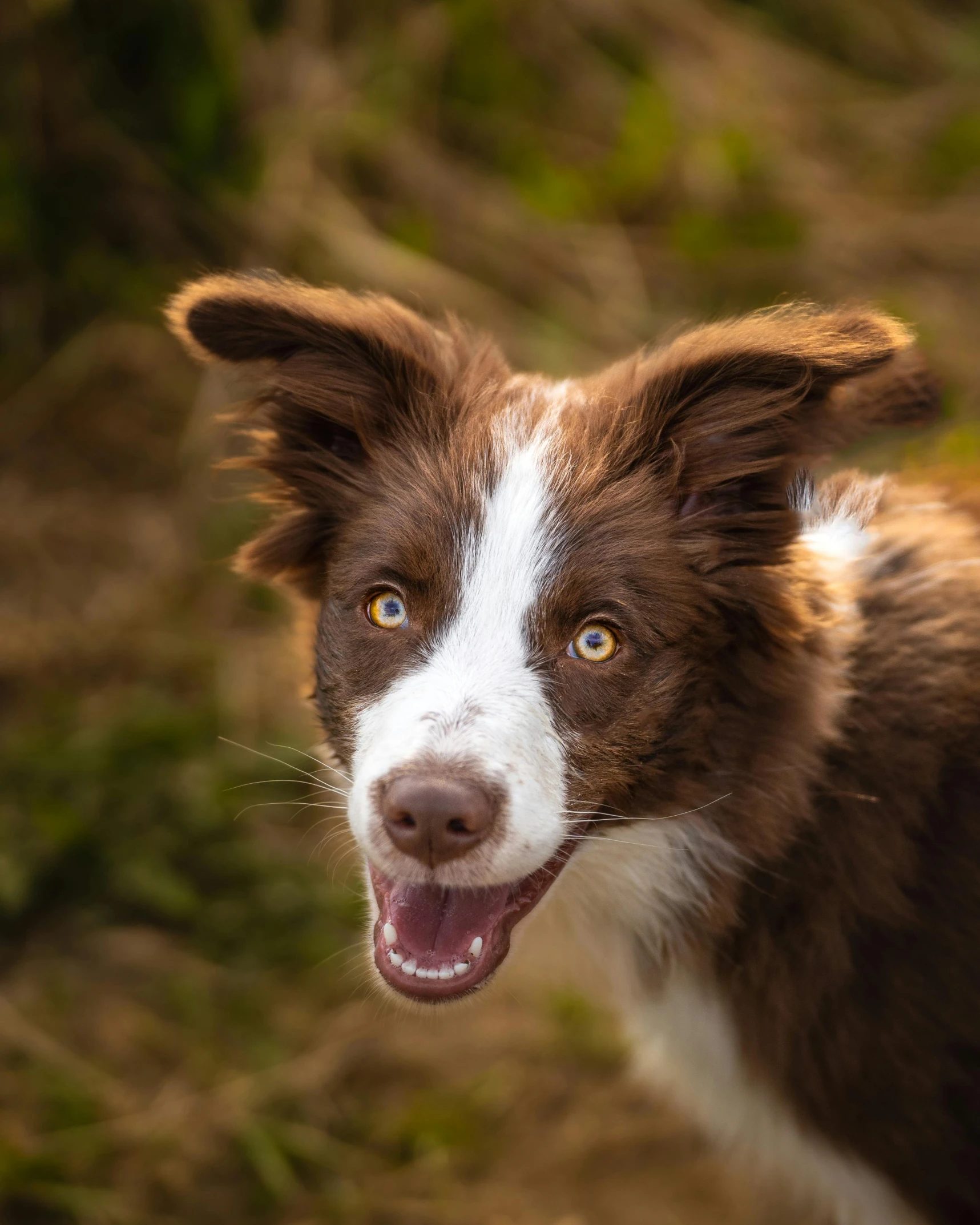 a dog with it's mouth open next to a field