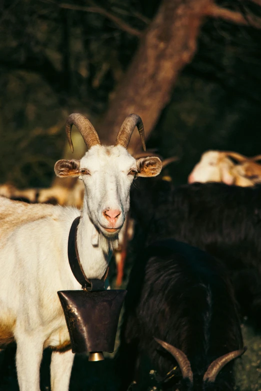 two goats eat from a feeding bowl in a field