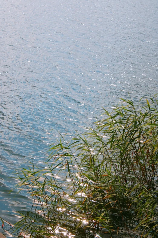 two birds sitting on the water at a boat dock