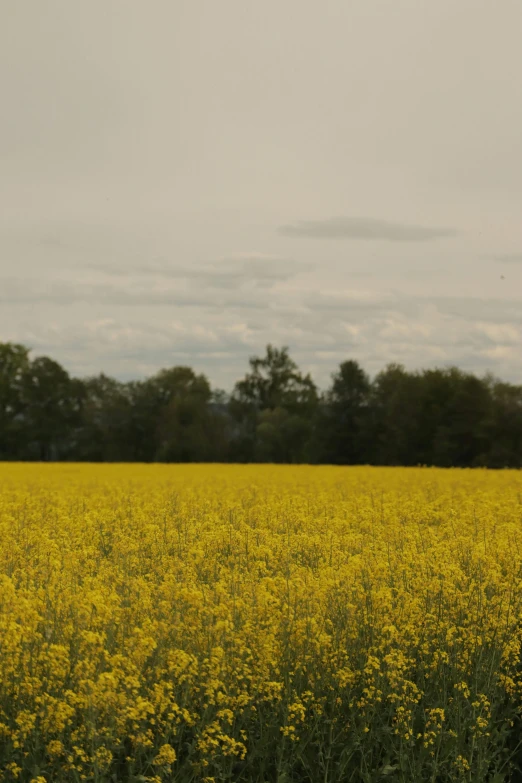 a large yellow field full of wildflowers and trees