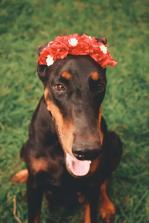a brown black and tan dog wearing a flower in its head