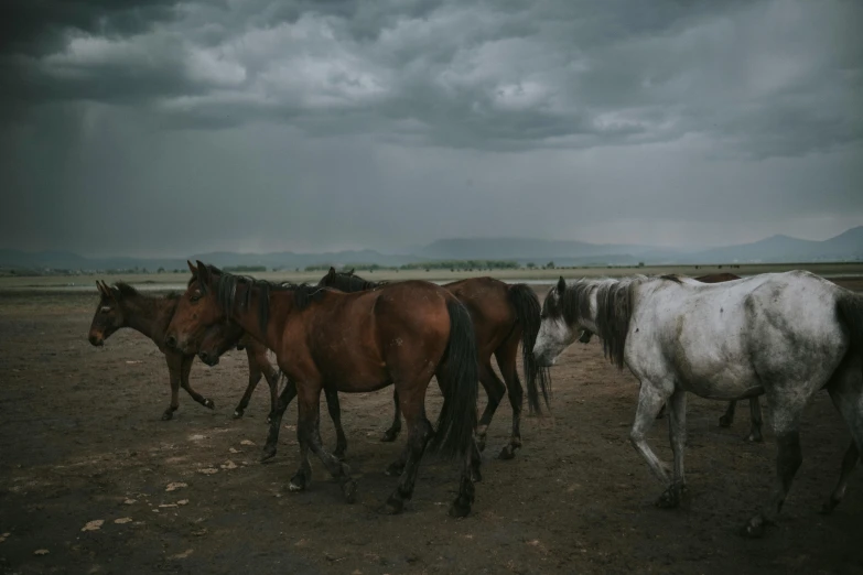 a group of horses on the beach under storm skies