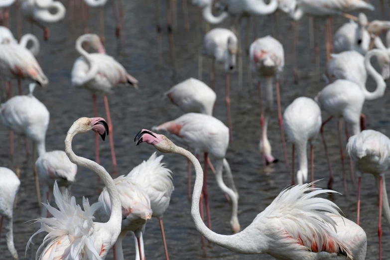 a field with white flamingos and pink birds