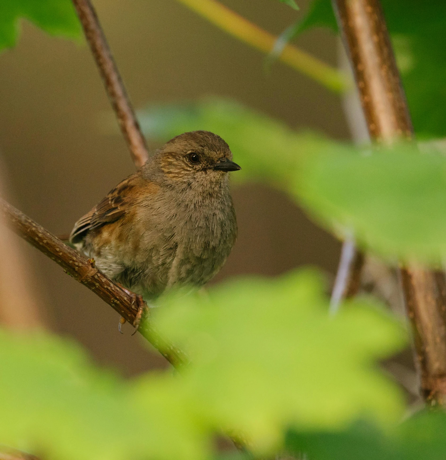 small bird perched on the nch of a tree