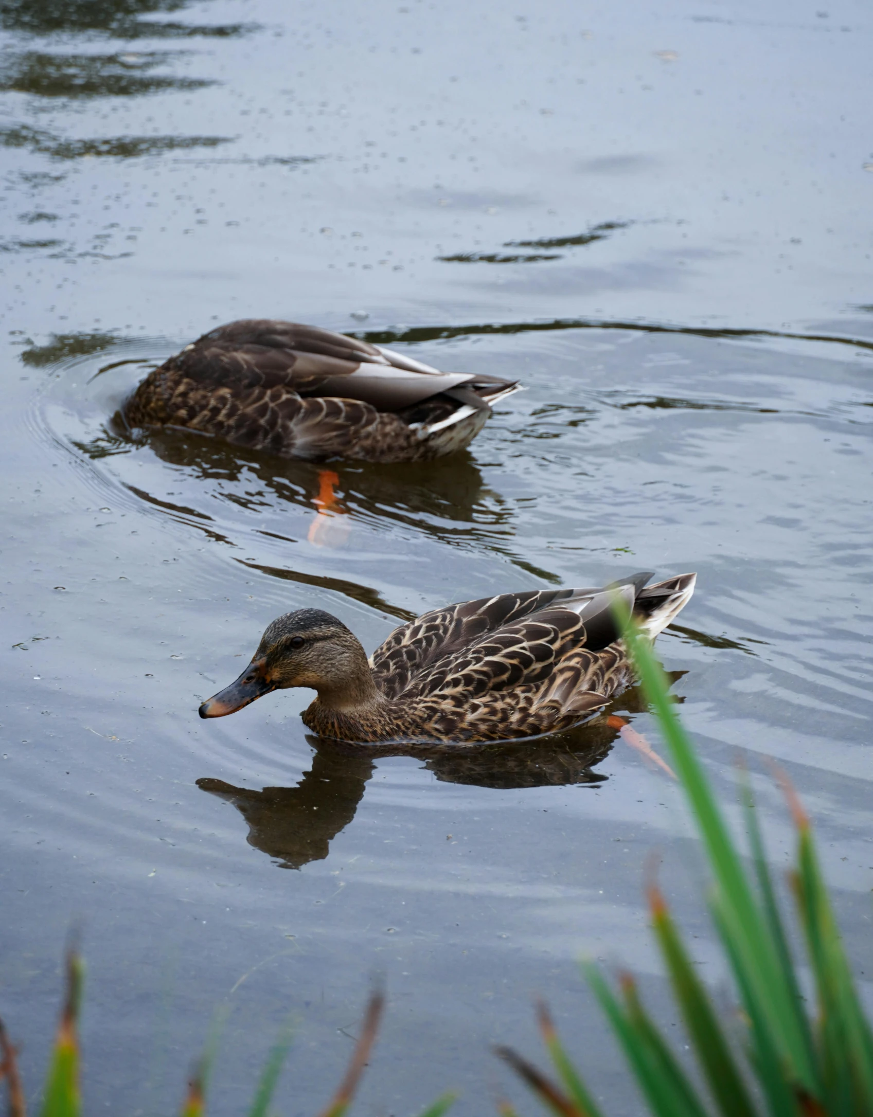 there are two ducks that are in the water