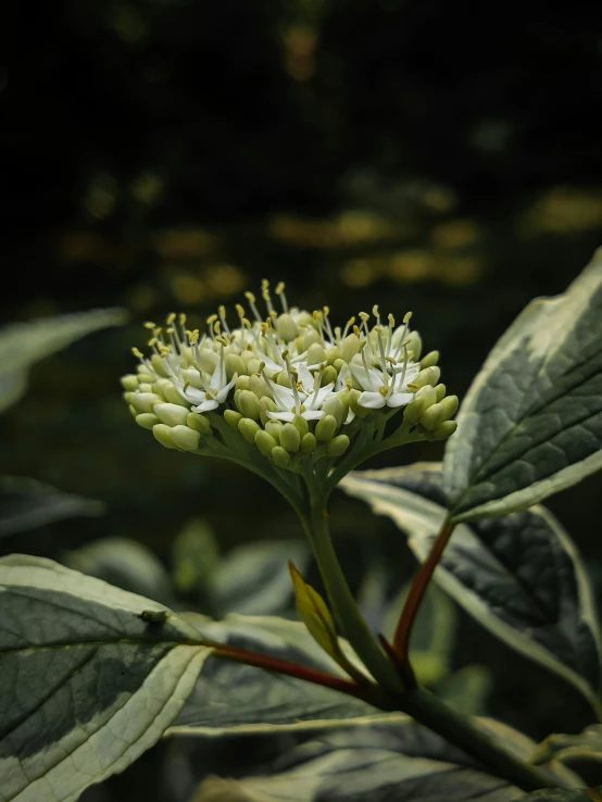 some white and green plants some dark leaves