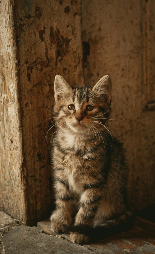 a little kitten is sitting on the concrete