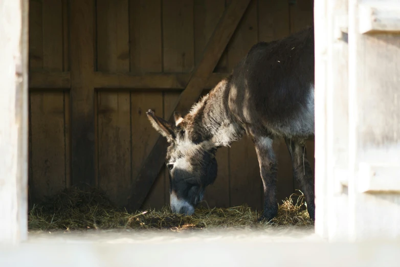 a small donkey eating hay in front of a barn door