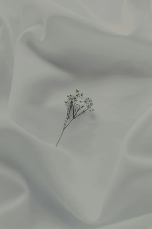 a single flower is shown in the midst of white fabric