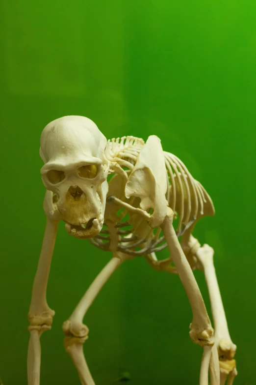 a skeleton standing with it's arms extended