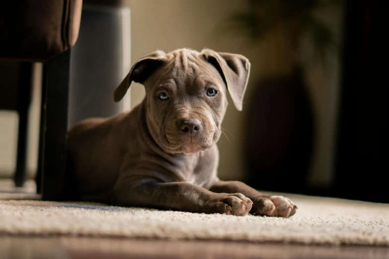 a puppy laying on the ground in front of a chair