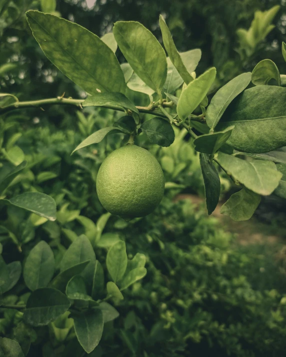 the leafy nch of an apple tree with fruit on it