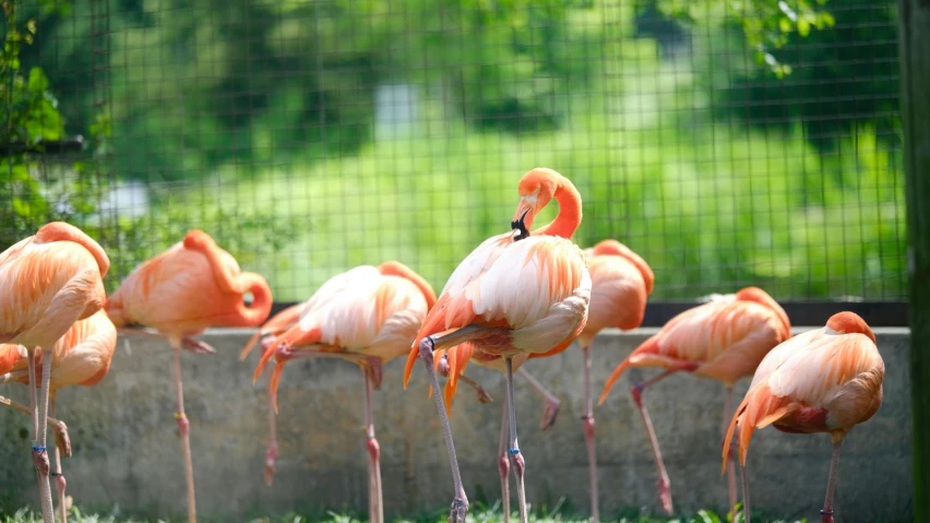 several flamingos standing and standing in the grass