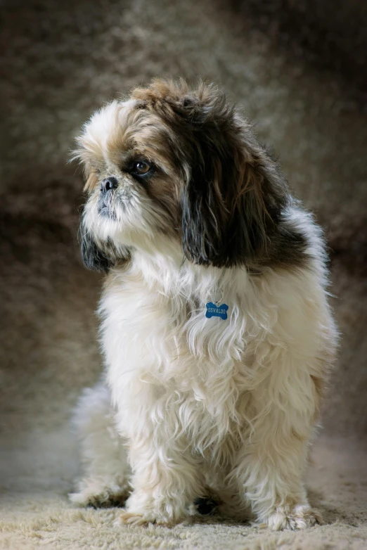 a fluffy puppy sits on the carpet with blue tags