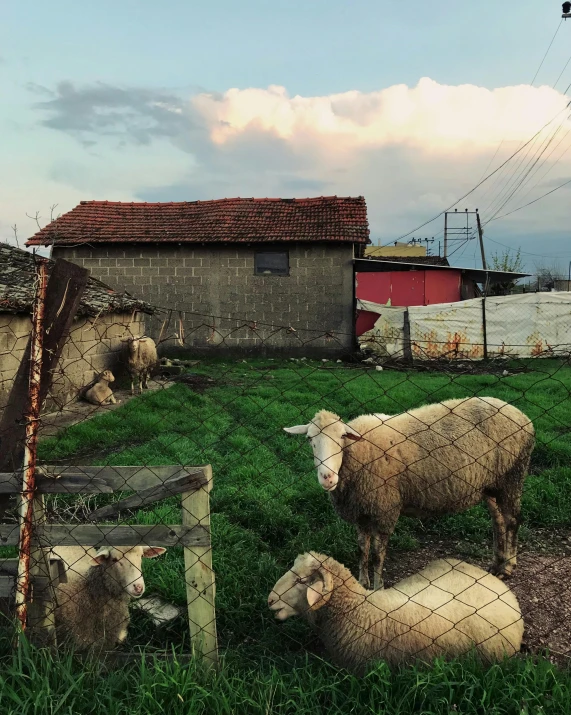 a herd of sheep standing on top of a green field