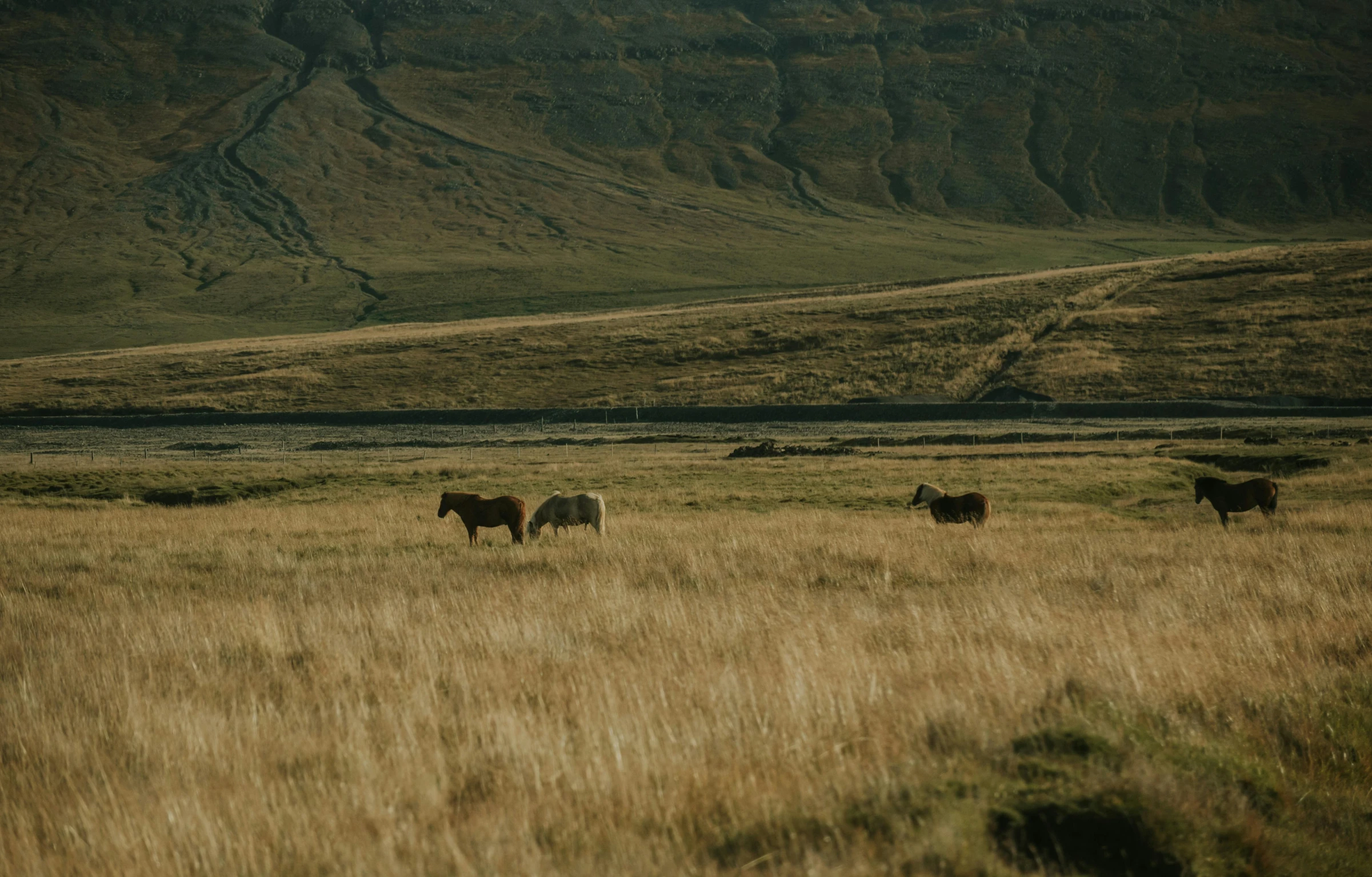 there is a herd of horses in a field