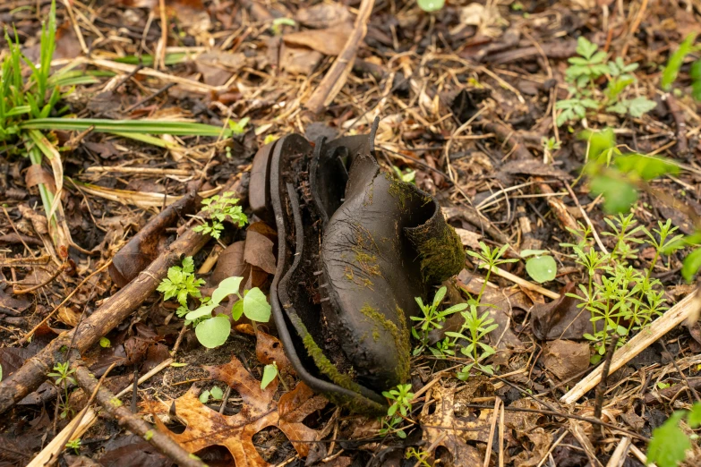 a hairy slug sits on the ground in the leaves